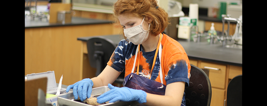 Female student wearing gloves and mask touches brain in metal tray during AU Brain Camp