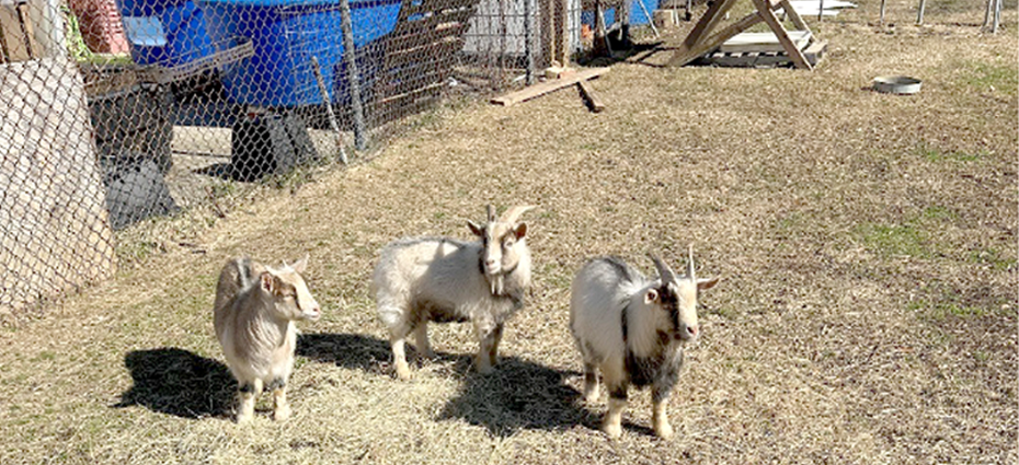 Three white goats