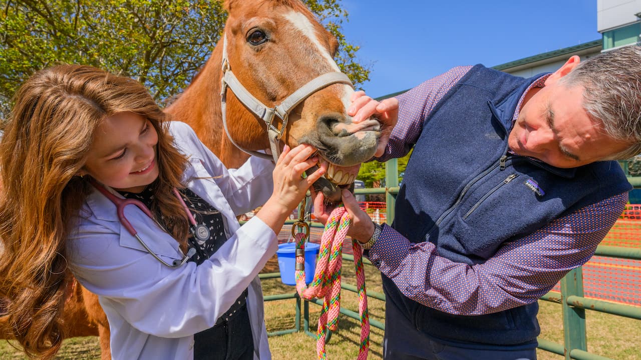 two vets checking a horse's teeth 