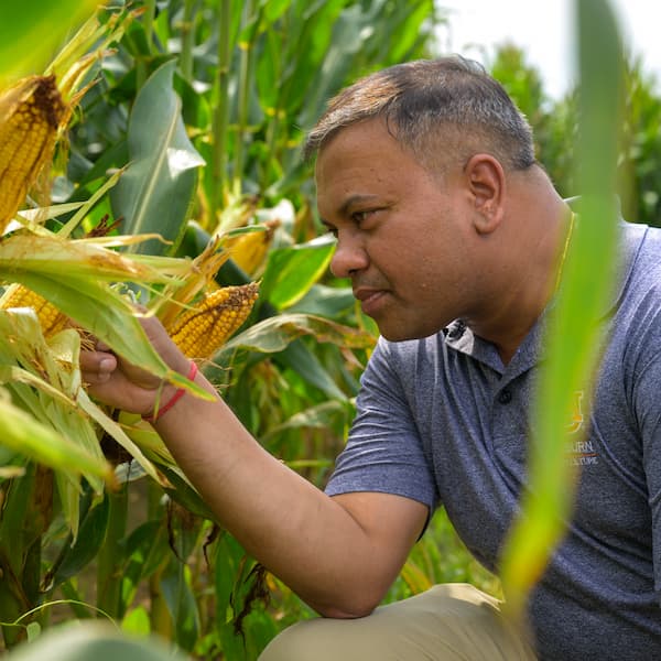 man looking at a corn crop