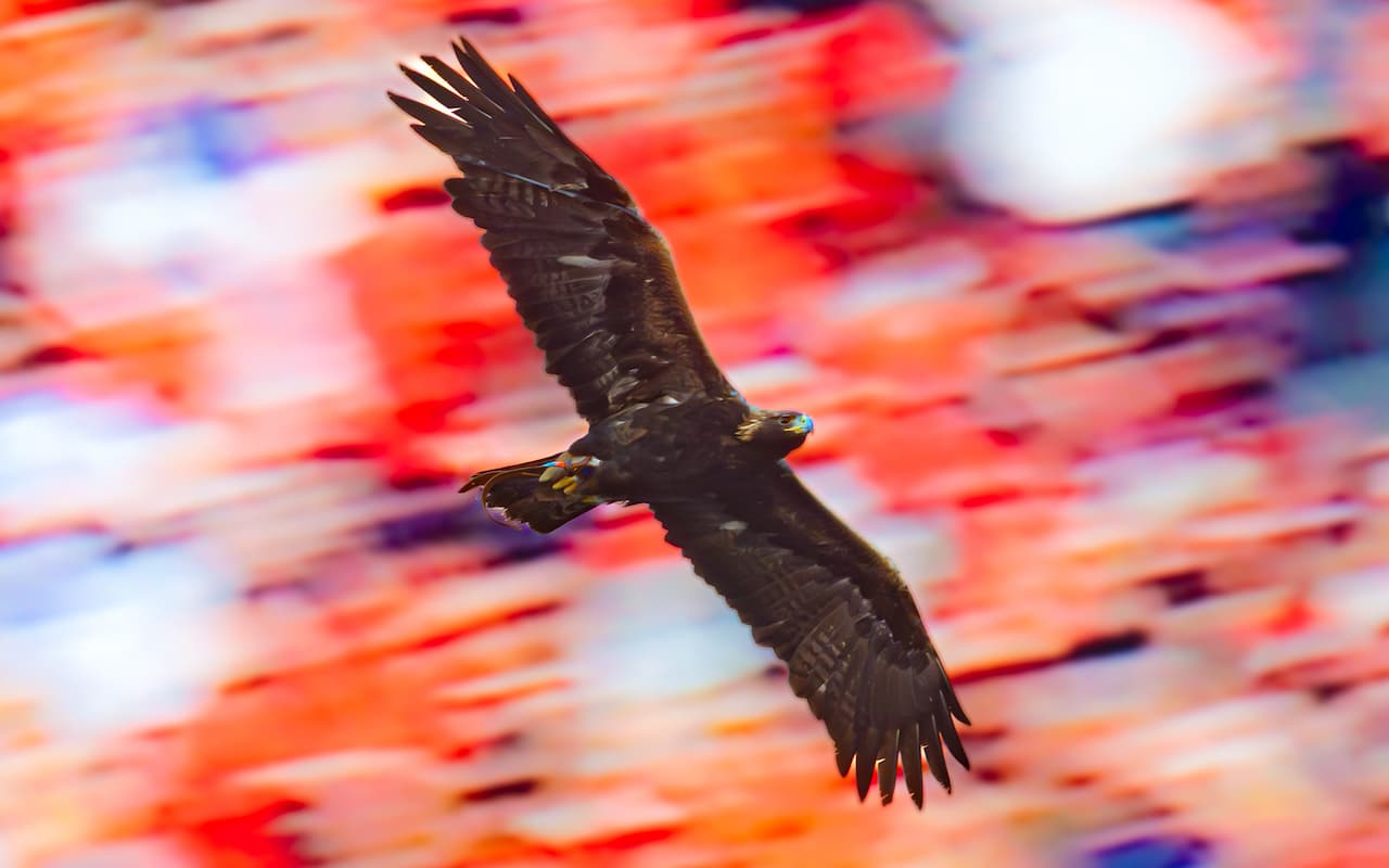 eagle flying