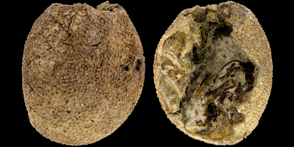 dinosaur egg exhibit at  the Auburn University Museum of Natural History