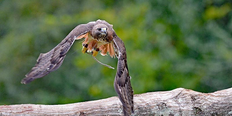 A raptor flying in the air