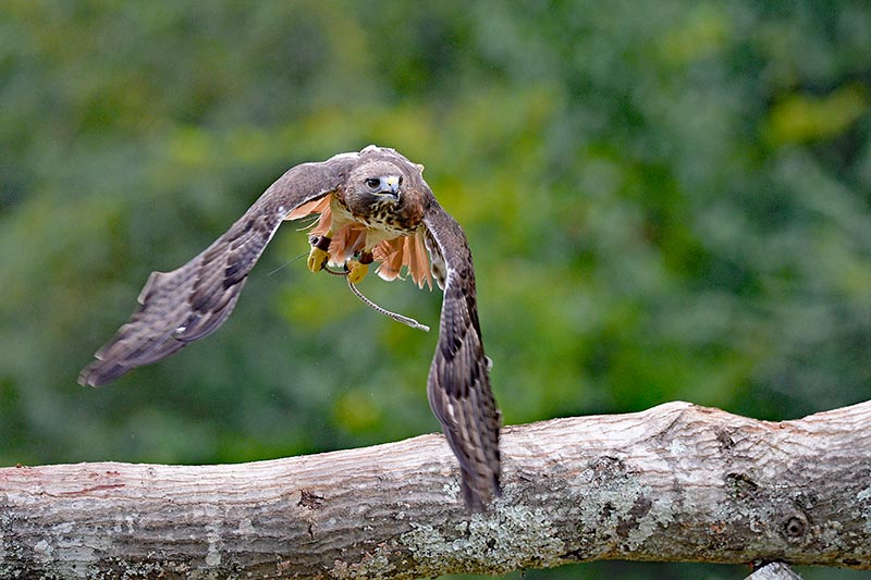 A raptor files through the air