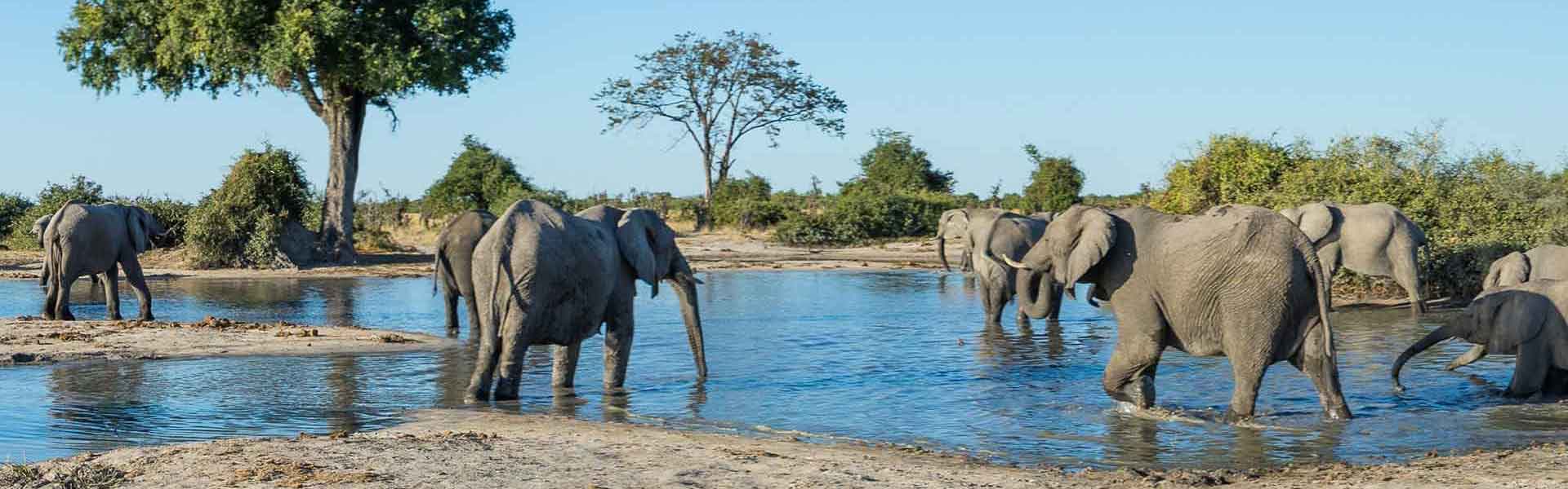 A herd of elephants bathing in a river in Botswana.