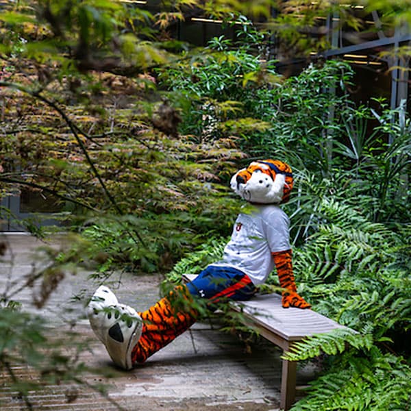 Aubie seated at desk with mentor