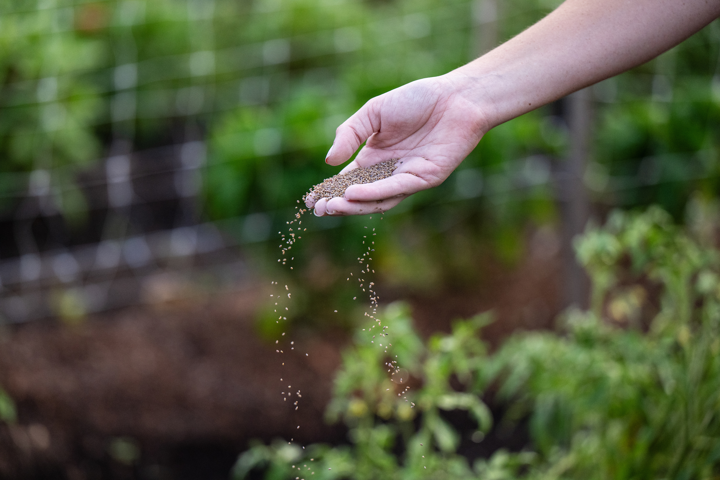Hand scattering seeds