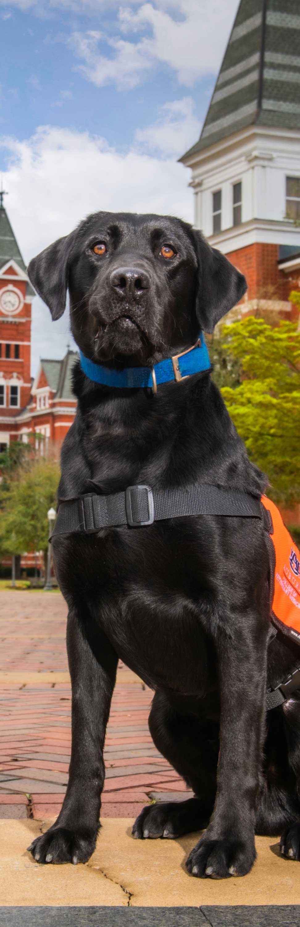 Black labrador sitting in front of Samford