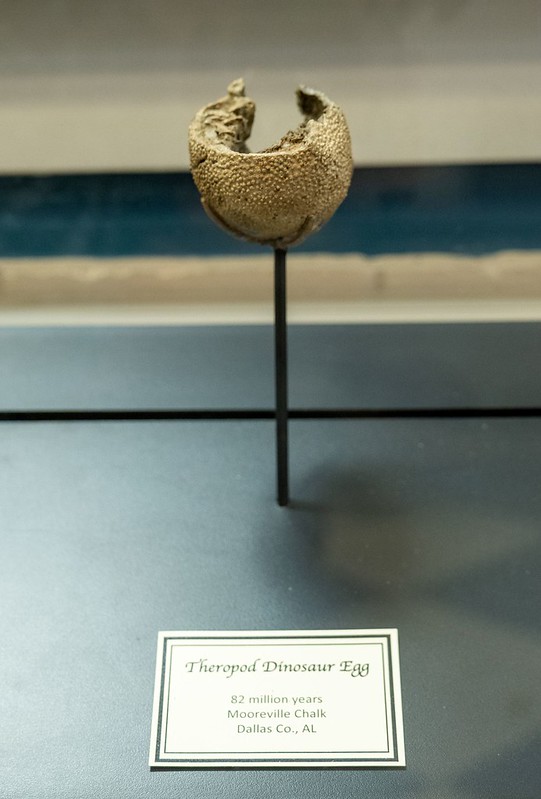 82 million-year-old Dinosaur Egg