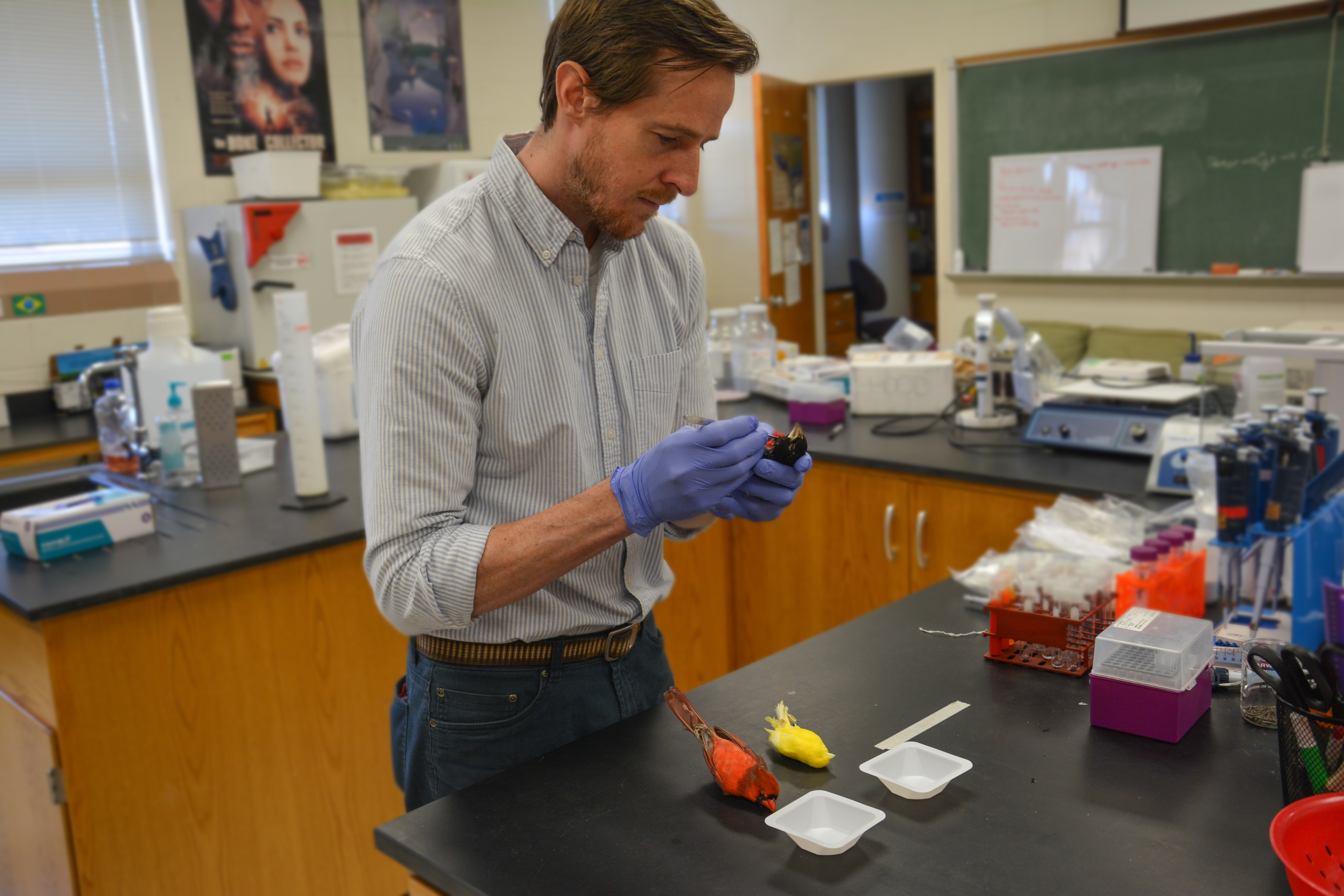 Ryan Weaver examining a bird in the lab