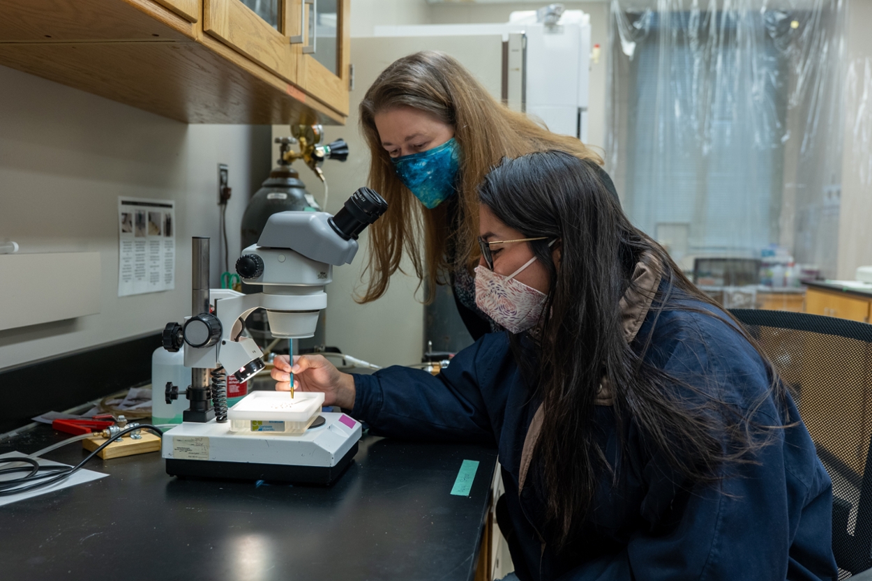 Natalia Rivera-Rincon uses a paint brush to move flies around while showing mutant fruit flies to Dr. Stevison. Flies remain anesthetized on the white pad under the microscope with CO2 being delivered through pores under the surface. 