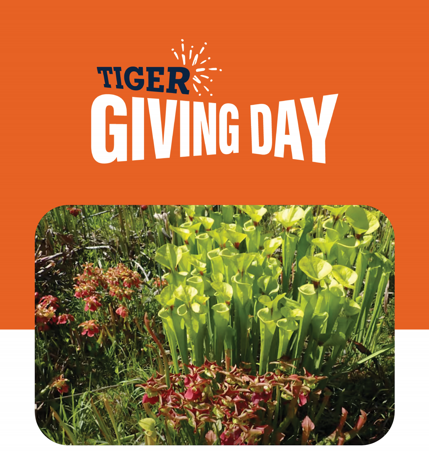 Tiger Giving Day: Help our Arboretum’s carnivorous bog exhibit and create an accessible boardwalk