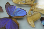 Butterfly specimens from the Museum of Natural History