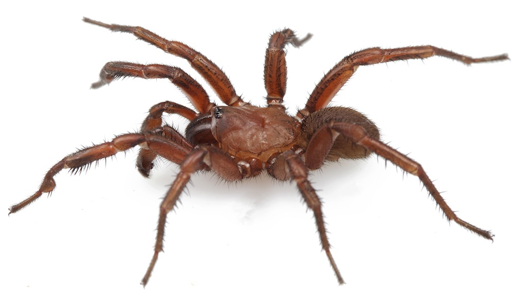 New trapdoor spider species found in arid Karoo region