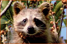 close up on face of raccoon in front of  a tree