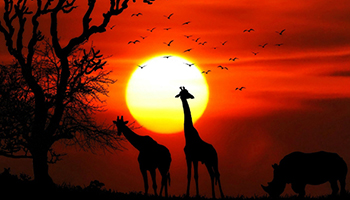 Two giraffes and a rhino are silhouetted with sunset in background
