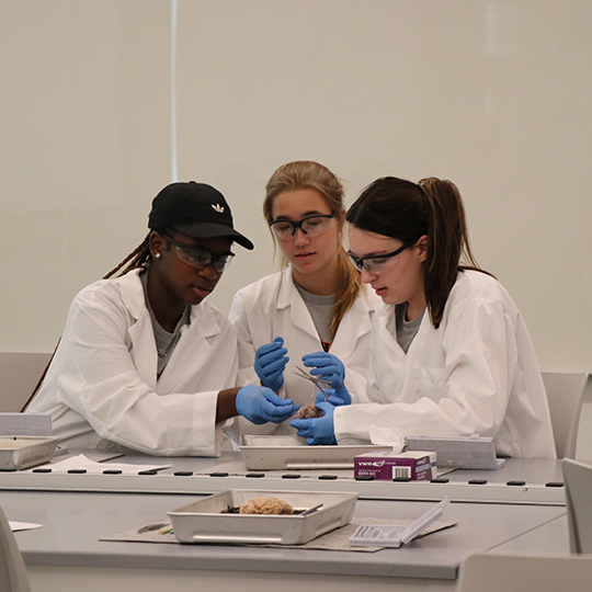 Three students at a table dissecting a brain