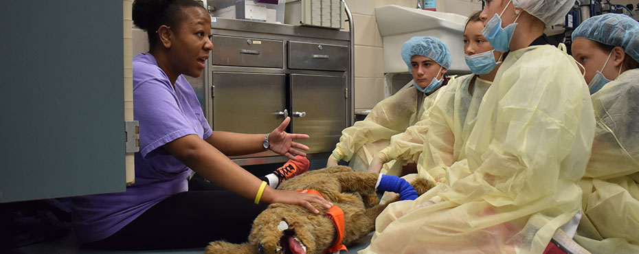 An instructor explains to a group of students the steps of putting an IV into a dog.