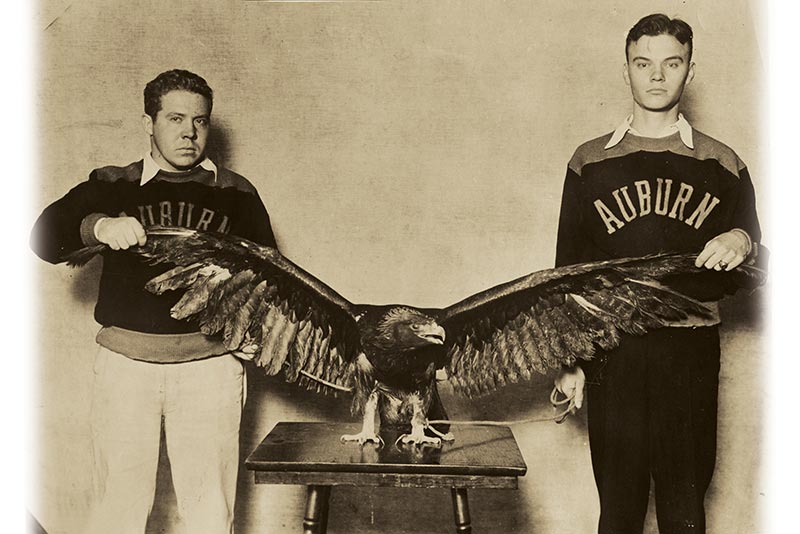 Auburn University's bald eagle Spirit named Honorary War Eagle