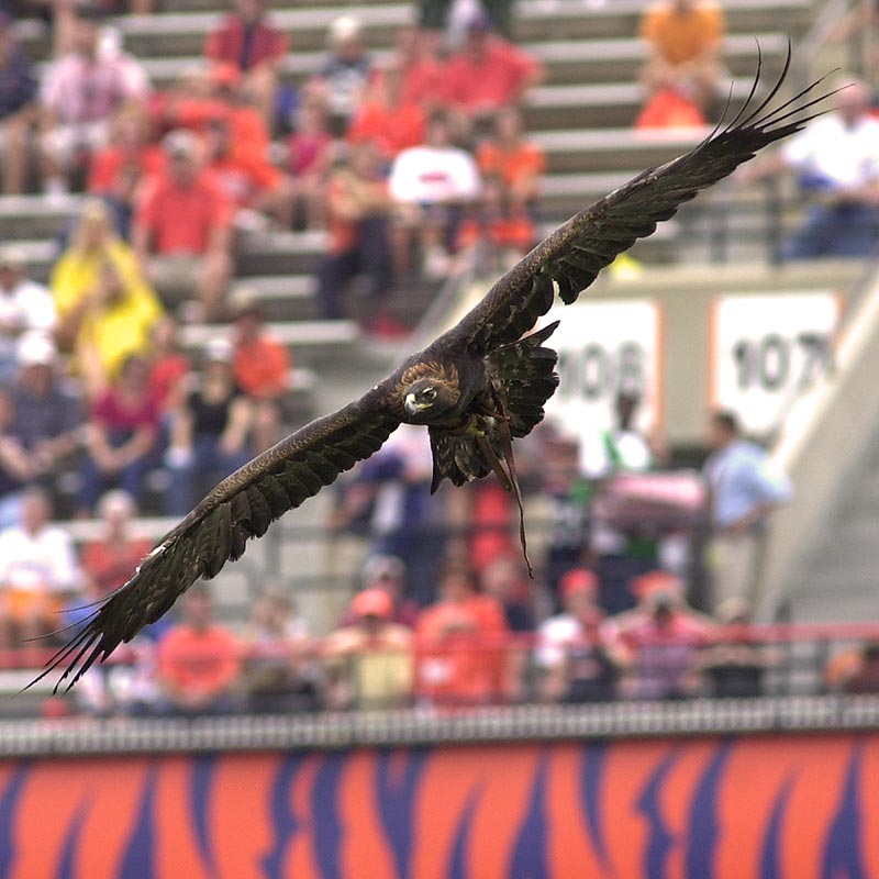 An eagle flys inside Jordan-Hare stadium