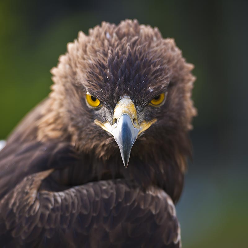 auburn war eagle