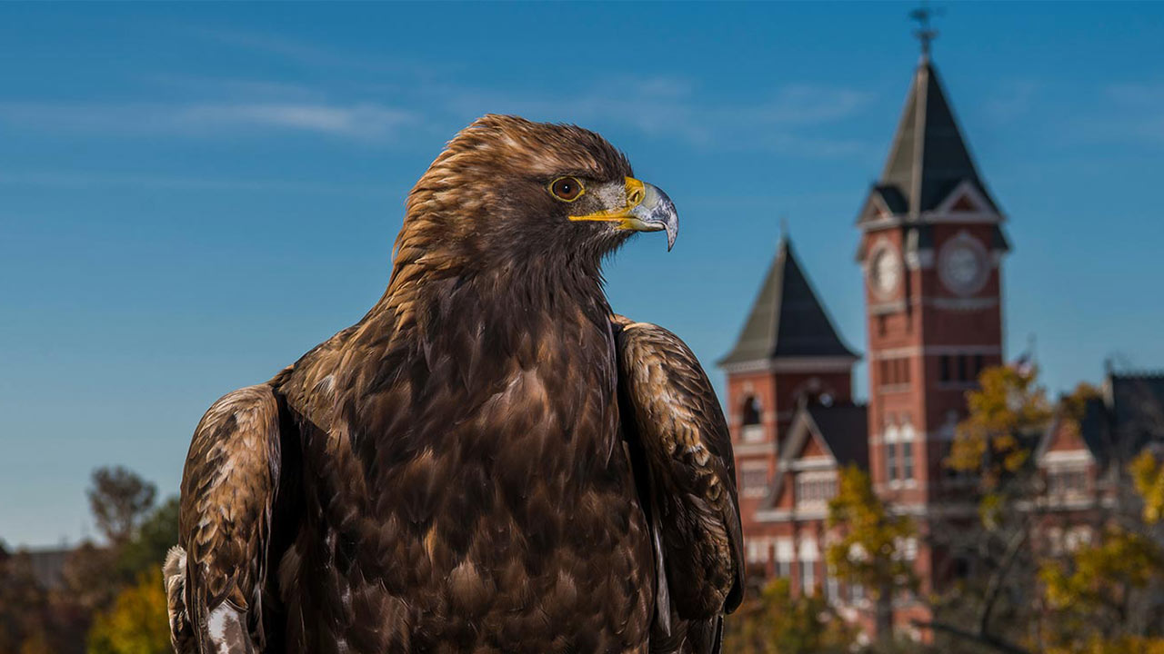 War Eagle History | Auburn University